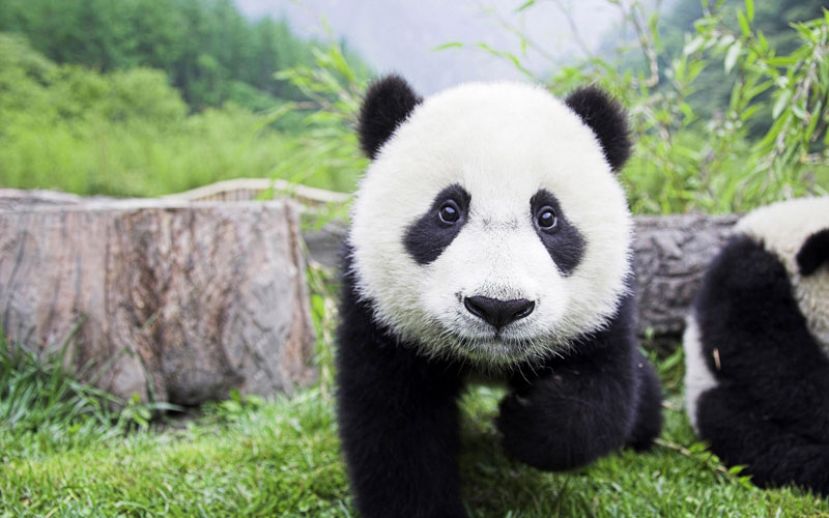 Две китайских панды ждут отправки на Тайвань